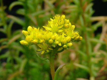 Sedum rupestre Tripmadam bestellen